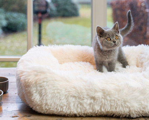 Pets accessoires
